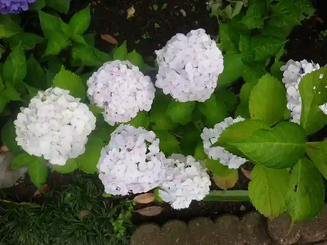 御霊神社の自然