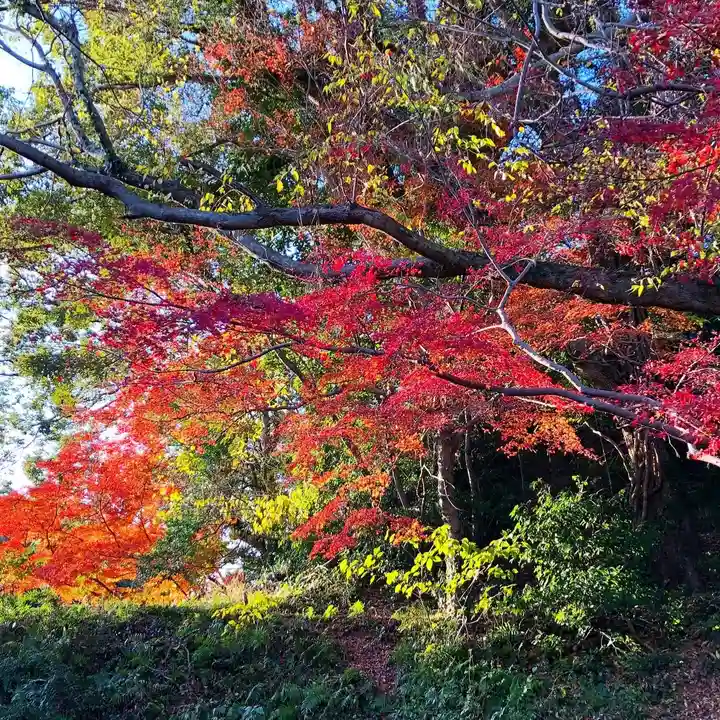 坂本八幡宮の自然