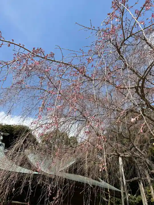 常陸第三宮 吉田神社の自然
