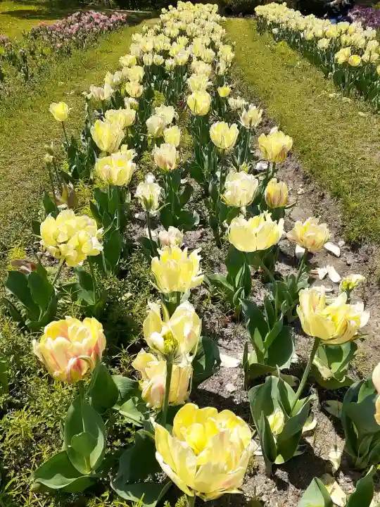 宮前霹靂神社の{uncategorized: "未分類", other: "その他", undefined: "問題あり", building: "その他建物", grave: "お墓", sacred_gate: "鳥居", guardian: "狛犬", statue: "像", buddha: "仏像", history: "歴史", nature: "自然", garden: "庭園", animal: "動物", pagoda: "塔", temizu: "手水舎", mountain_gate: "山門・神門", sanctuary: "本殿・本堂", subordinate: "末社・摂社", art: "芸術", scenery: "景色", jizo: "地蔵", ema: "絵馬", goshuin: "御朱印", omikuji: "おみくじ", items: "授与品その他", amulet: "お守り", goshuincho: "御朱印帳", eats: "食事", festival: "お祭り", votive_dance: "神楽", shichigosan: "七五三参", wedding: "結婚式", experience: "体験その他", initially: "初詣", around: "周辺", anti_infection: "感染症対策"}