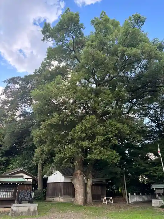 勝部神社の自然