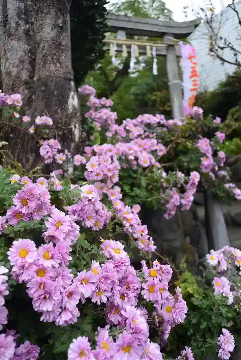 横浜御嶽神社の自然