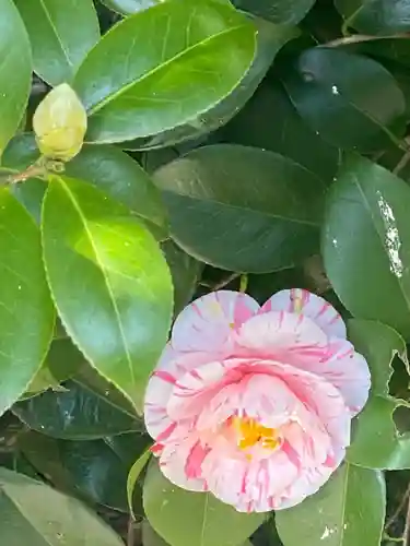 總神社天満宮（上賀茂神社境外社）の自然