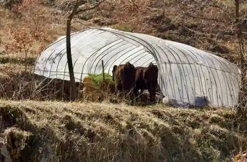 石神神社の動物