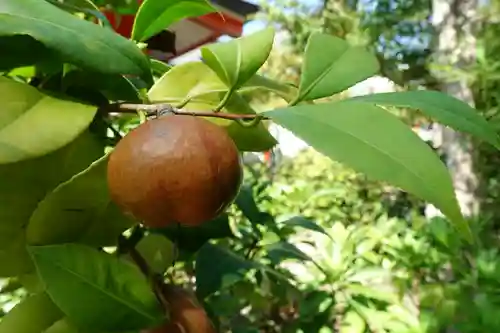 中島惣社の自然