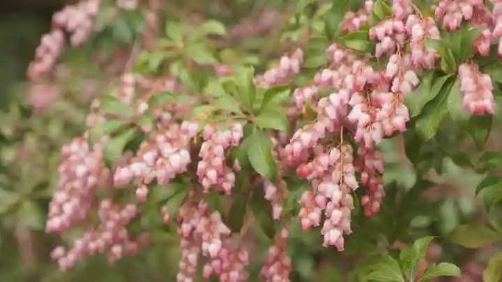 長岡天満宮の自然