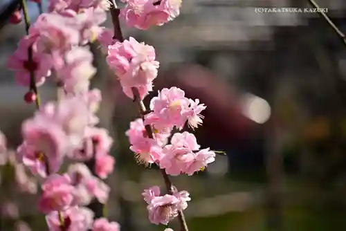 亀戸天神社の自然
