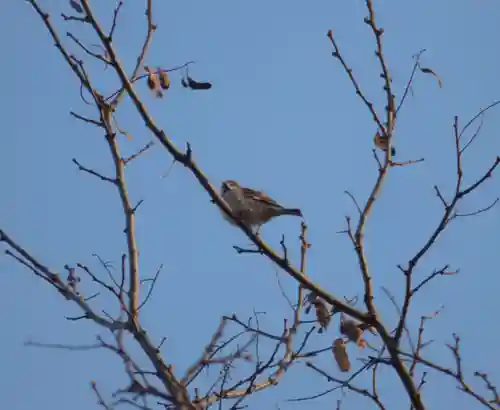 留辺蘂神社の動物
