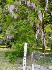 伊佐須美神社の自然