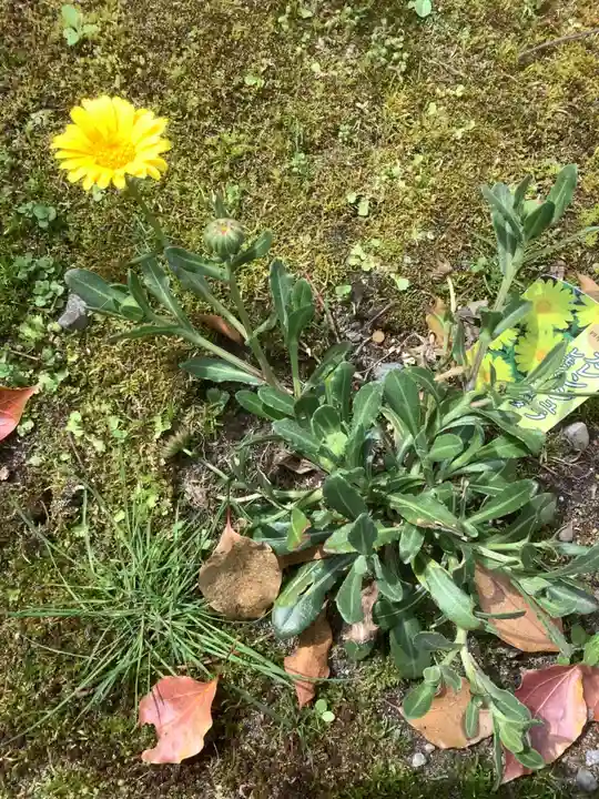若宮神明社の自然