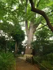 鎮守氷川神社の自然