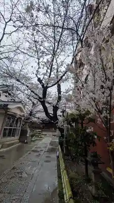 墨染寺（桜寺）(京都府)