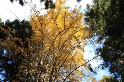 王子神社の自然
