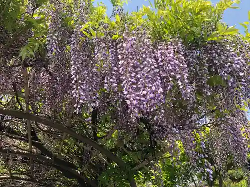 誉田八幡宮の自然
