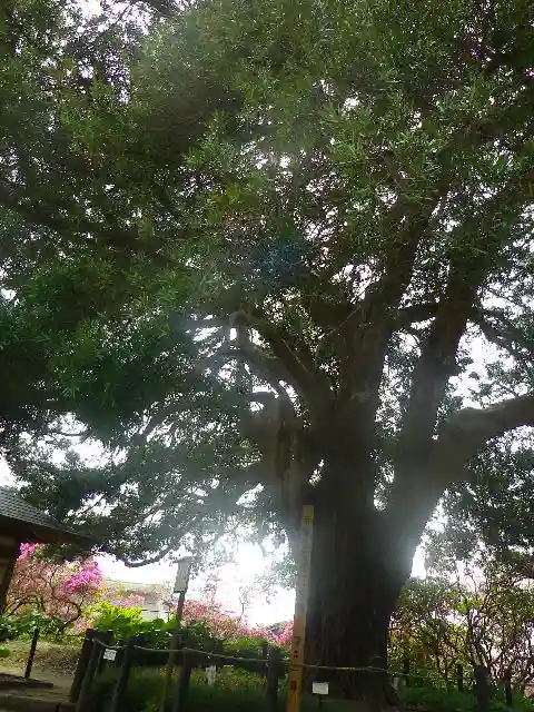 安養院 (田代寺)の自然