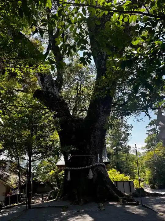 鹿児島神宮(鹿児島県)