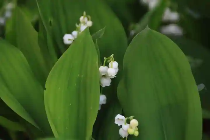 阿邪訶根神社の庭園