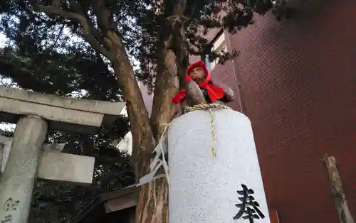 猿田彦神社の狛犬