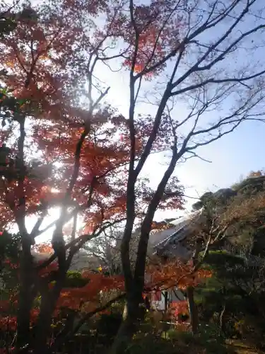 浄光明寺の自然