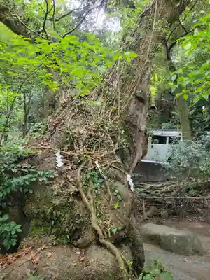 來宮神社(静岡県)