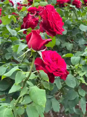 武州与野天祖神社(埼玉県)