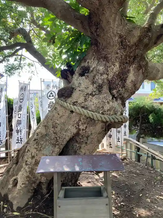 龍口明神社の自然
