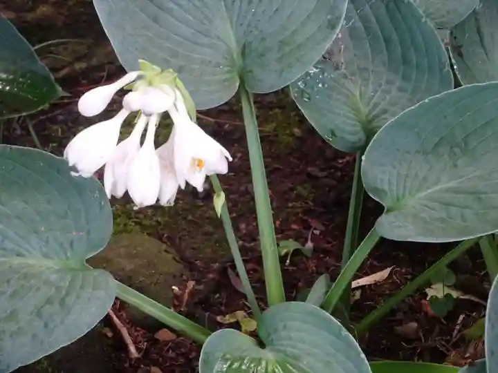 天台宗 長窪山 正覚寺の自然