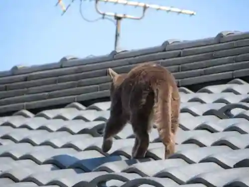 御誕生寺（猫寺）(福井県)