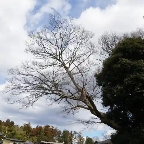 愛宕神社の自然