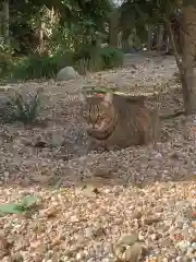 三輪神社の動物