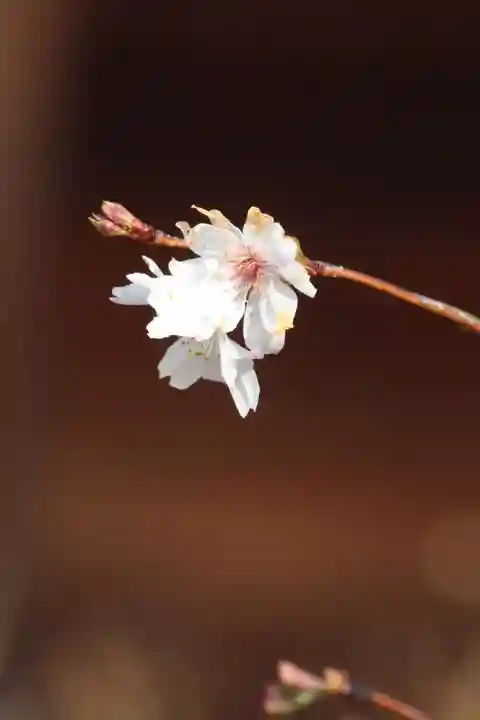 国宝 大法寺(長野県)