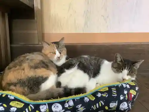 玉野御嶽神社の動物