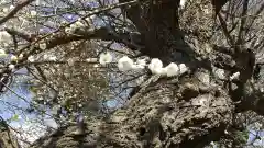 酒門神社の自然