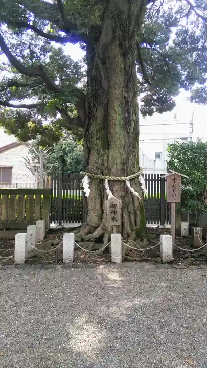 八幡大神社の自然
