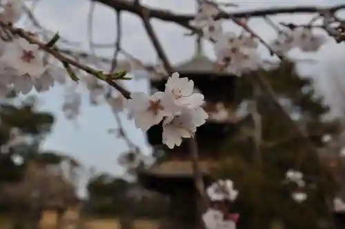 道成寺の自然