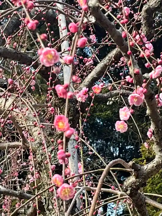 大縣神社の{uncategorized: "未分類", other: "その他", undefined: "問題あり", building: "その他建物", grave: "お墓", sacred_gate: "鳥居", guardian: "狛犬", statue: "像", buddha: "仏像", history: "歴史", nature: "自然", garden: "庭園", animal: "動物", pagoda: "塔", temizu: "手水舎", mountain_gate: "山門・神門", sanctuary: "本殿・本堂", subordinate: "末社・摂社", art: "芸術", scenery: "景色", jizo: "地蔵", ema: "絵馬", goshuin: "御朱印", omikuji: "おみくじ", items: "授与品その他", amulet: "お守り", goshuincho: "御朱印帳", eats: "食事", festival: "お祭り", votive_dance: "神楽", shichigosan: "七五三参", wedding: "結婚式", experience: "体験その他", initially: "初詣", around: "周辺", anti_infection: "感染症対策"}