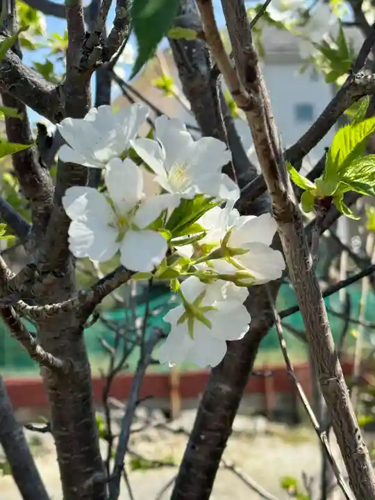 妙蓮寺(神奈川県)