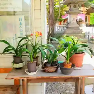 彌彦神社 (伊夜日子神社)の庭園(2023年05月26日(金) 11時09分17秒投稿)