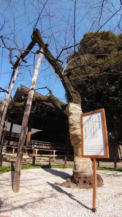 靖國神社の自然