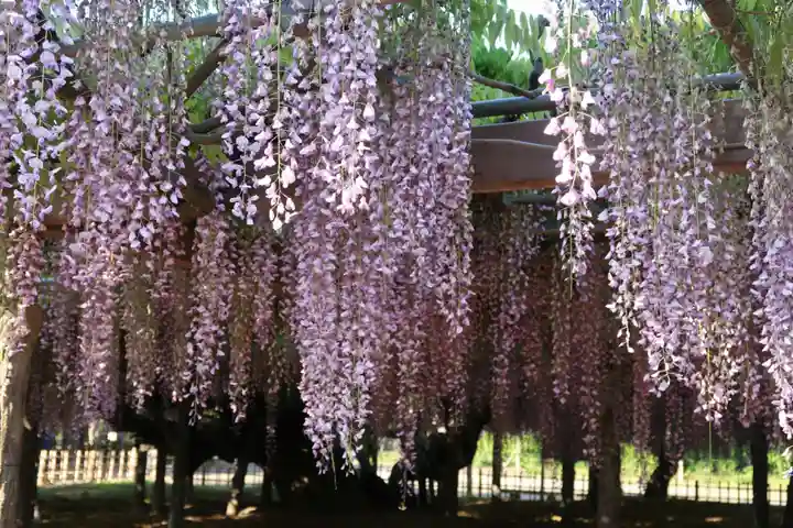 玉敷神社(埼玉県)