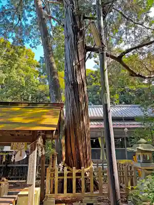 鎌田神明宮の自然