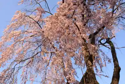 愛宕神社の自然