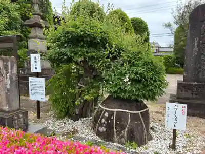 真光寺(千葉県)