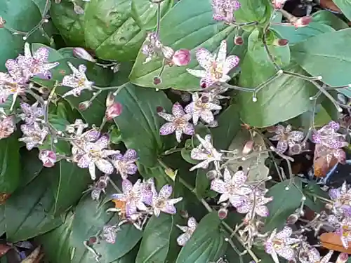 阿佐ヶ谷神明宮(東京都)