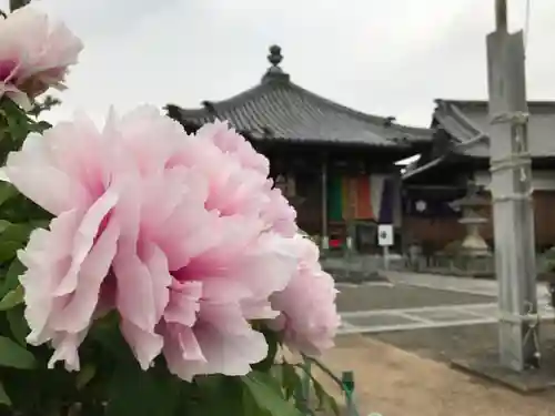 真言宗　善通寺派　薬王寺の自然