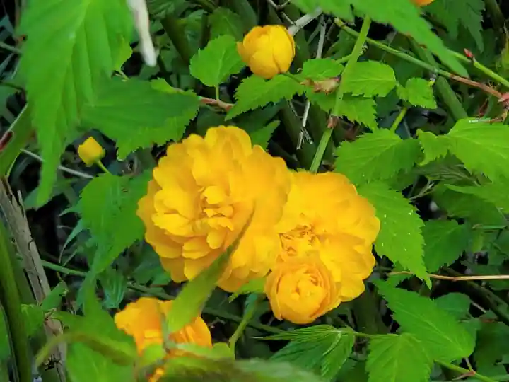 愛宕神社の自然