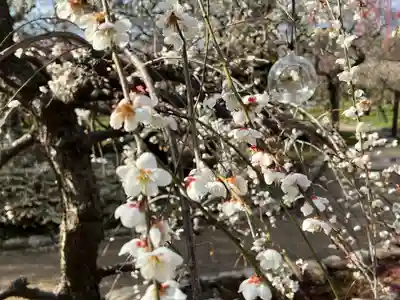 北野天満宮(京都府)