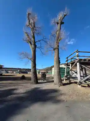 夫婦くぬぎ両神神社（椋神社）(埼玉県)