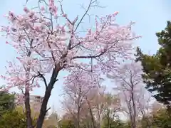 札幌護國神社の自然