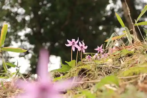 田村神社の自然